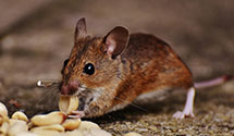 Find Exterminators in Person County